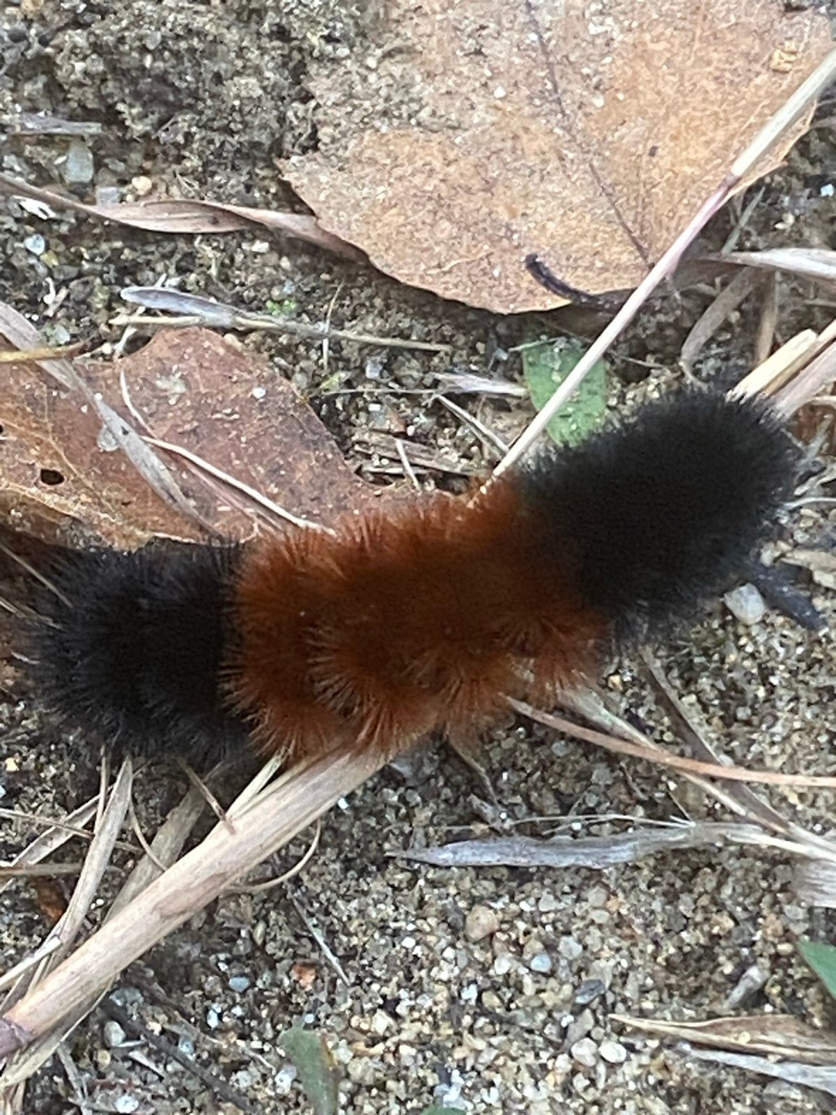 Legend of the Woolly Bear Caterpillars Predicting Winter Weather